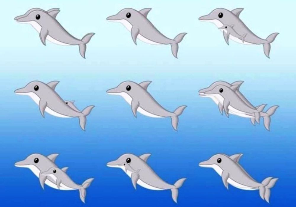 Сколько дельфинов