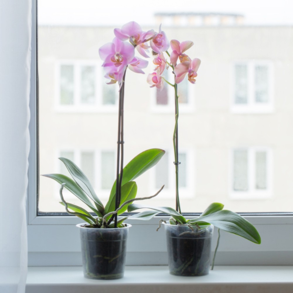 Как правильно пересадить орхидею