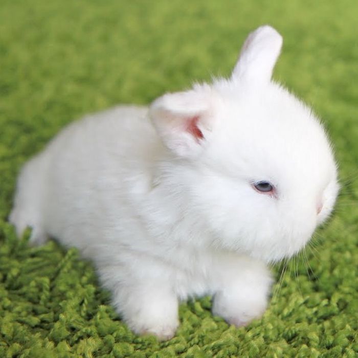 Сколько стоит декоративный кролик?