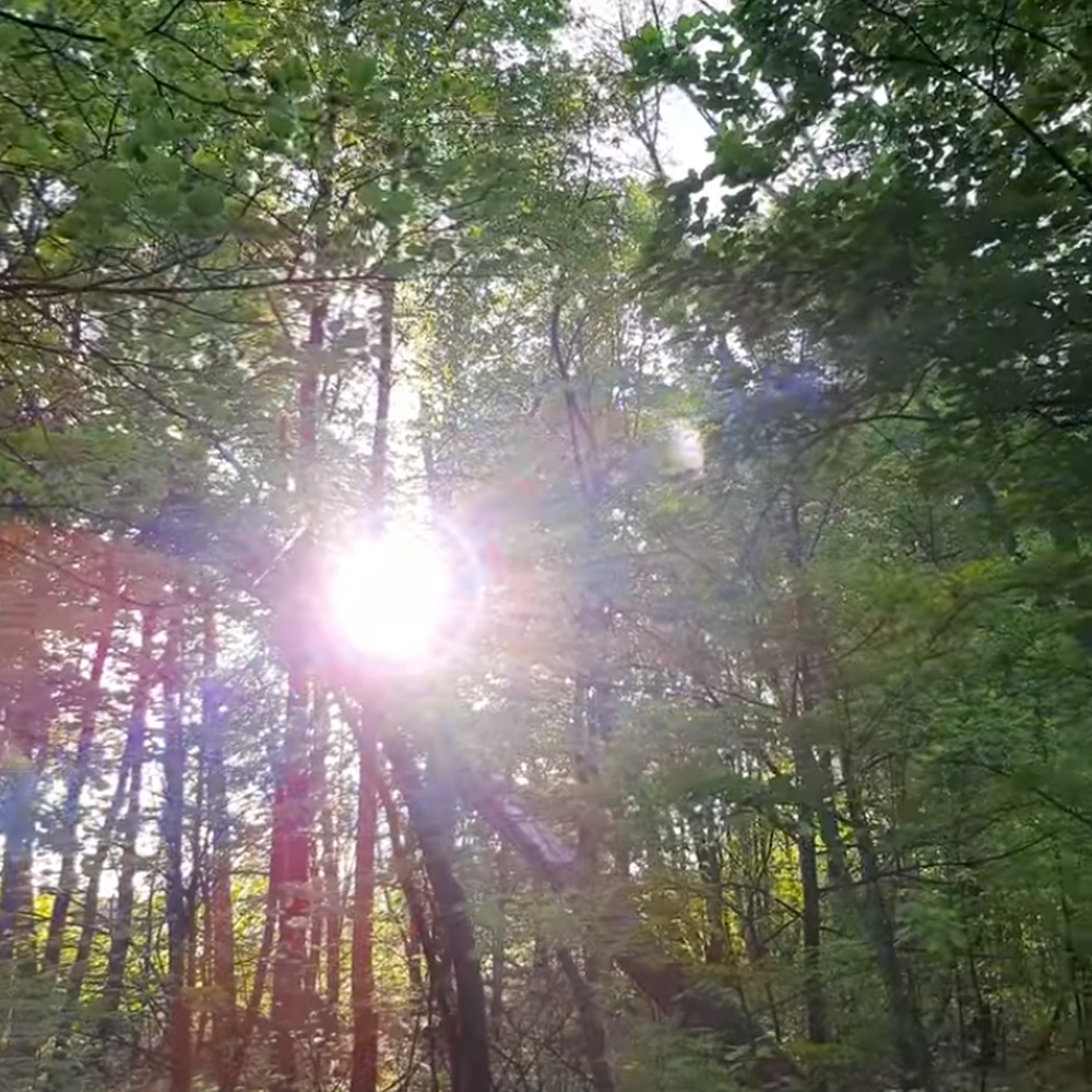 Звуки утреннего леса